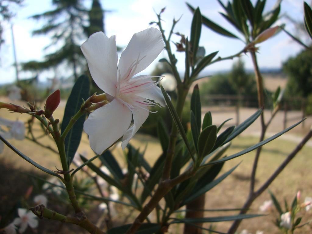 Agriturismo Podere Selvette Campagnatico Εξωτερικό φωτογραφία